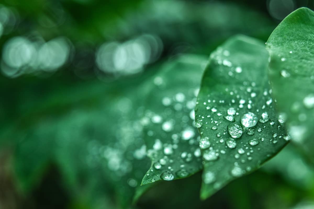 Gardening Myths and Facts Nest Realty - NEST Magazine