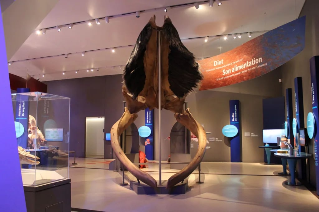 ‘The Blue Whale Story’ at Saint Louis Science Center lets families stand beside an 80-foot ocean giant