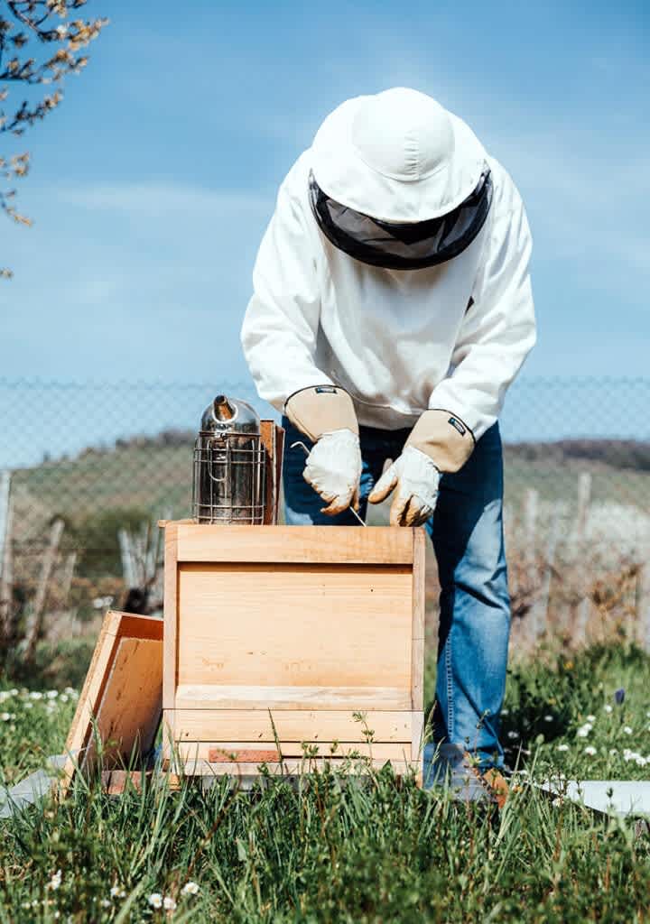 Can Bees Help Save the World?