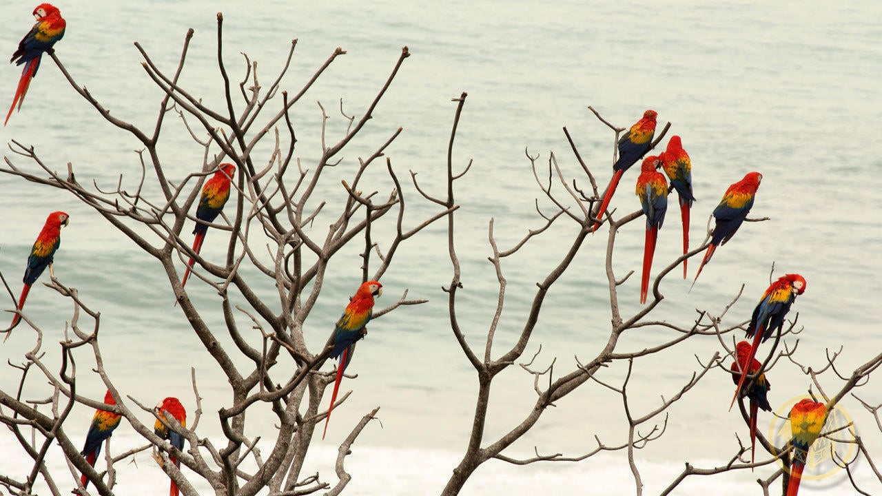 Sustainable Oceanfront Eco Lodge, Osa, Puntarenas