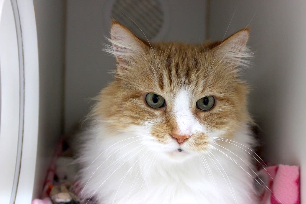 Darn Good Deeds Rewarded With Pets, Purrs, and Good Karma Points