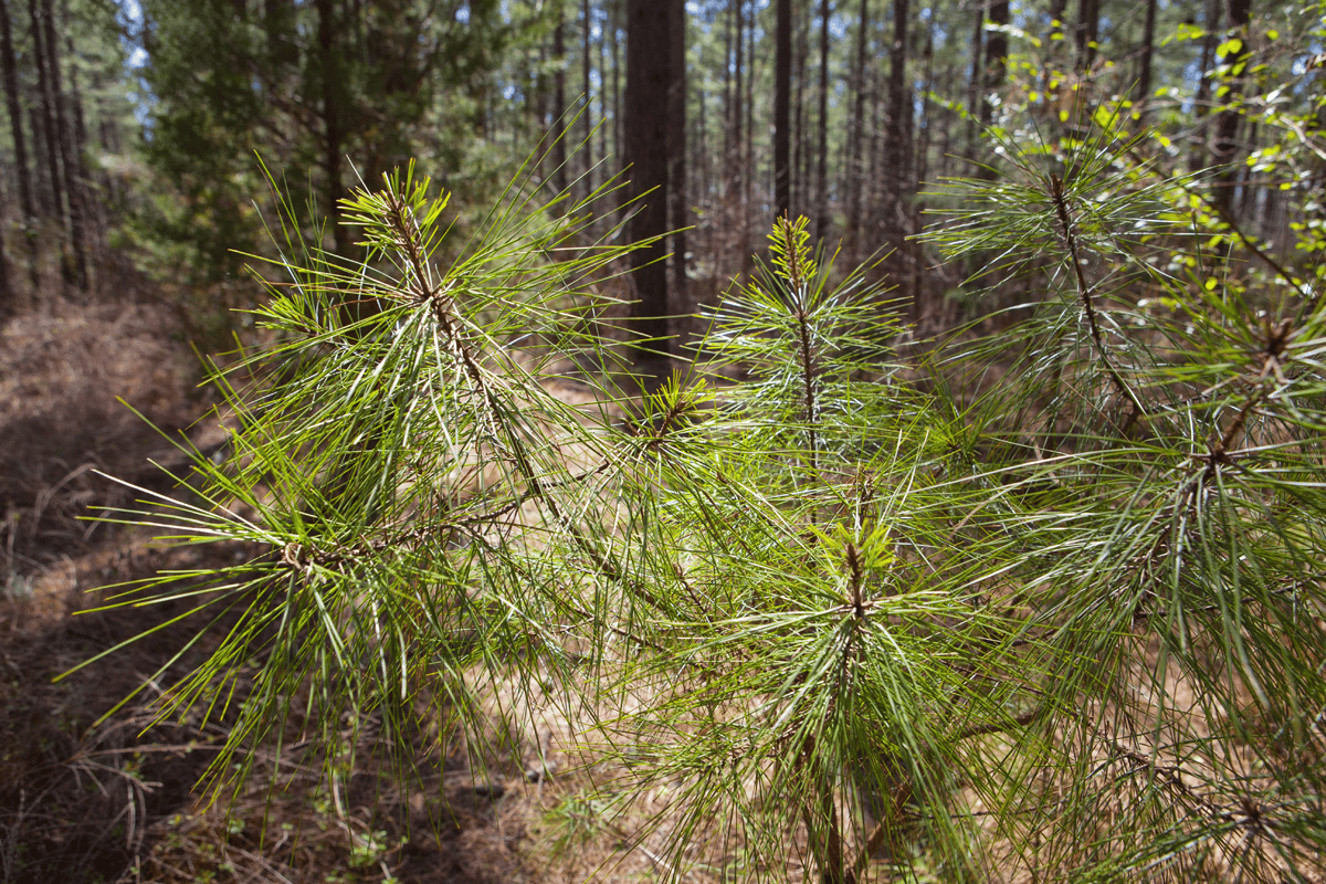 Timber Investing in North Carolina