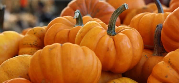 Our Top 10 Fall Festivals