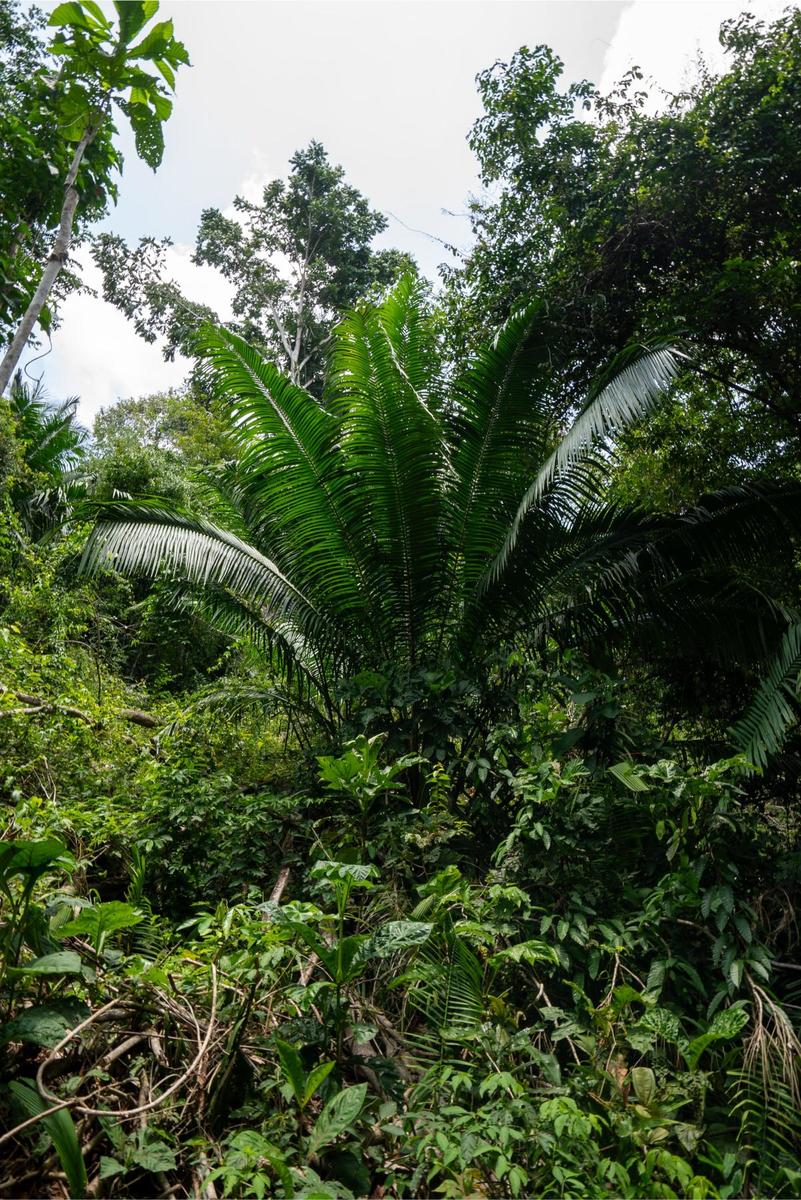 Private Ocean View Development Lot, Dominical, Puntarenas