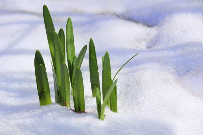 The First Green Shoots