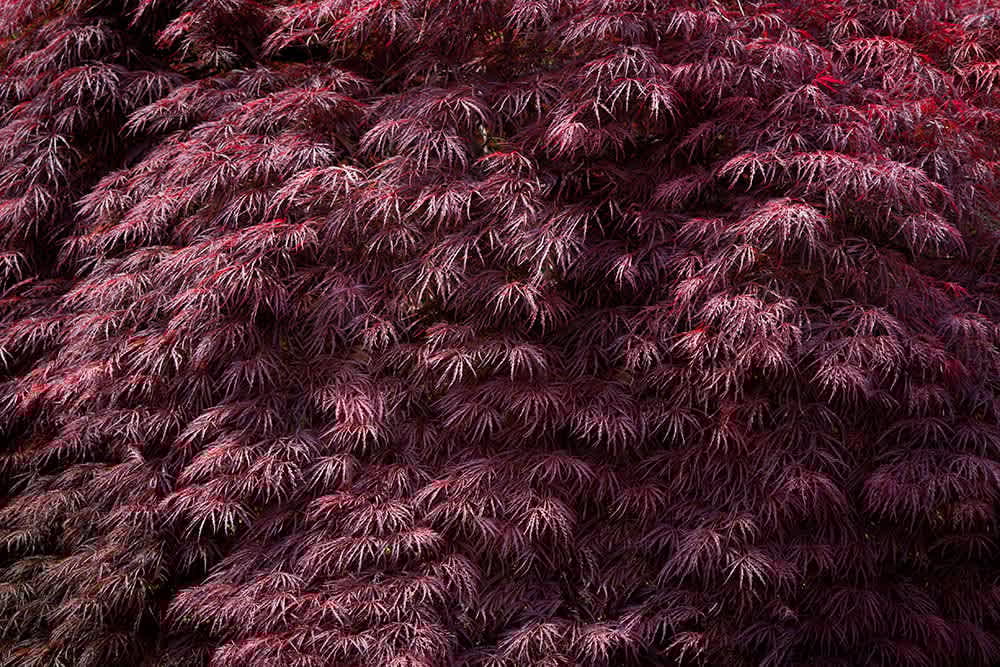 First Impressions – Contemporary Cool