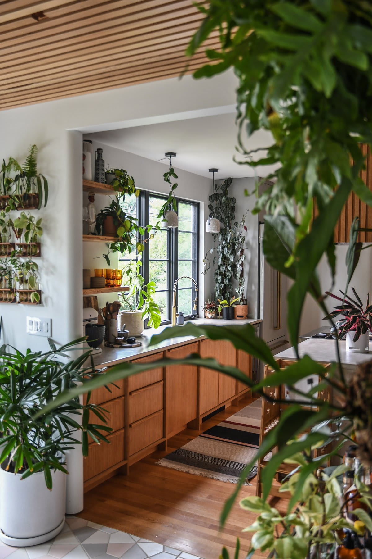 Q & A with House Plant Expert Hilton Carter