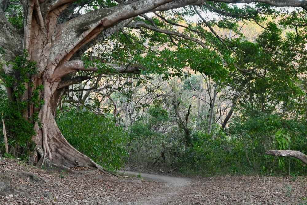 Natureza Viva