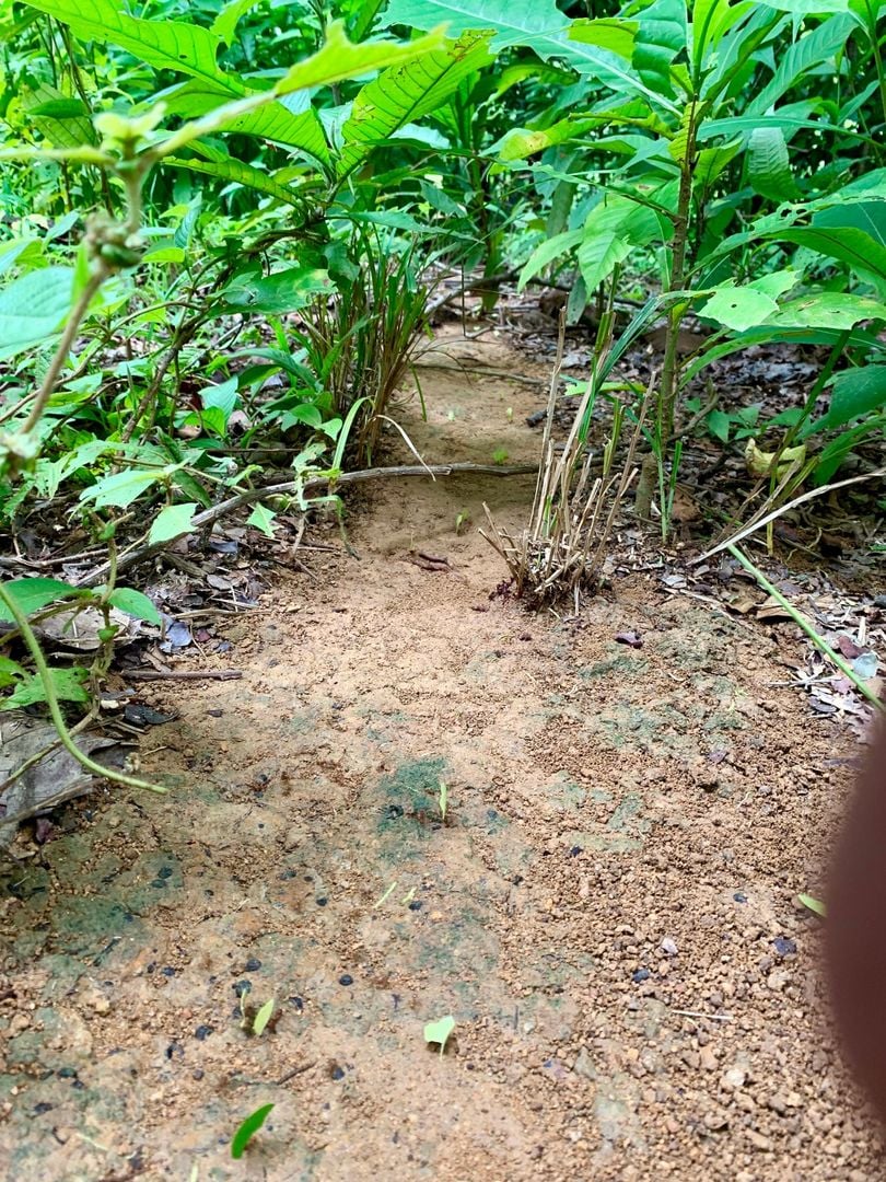 Triple Waterfall Ocean View Land, Dominical, Puntarenas