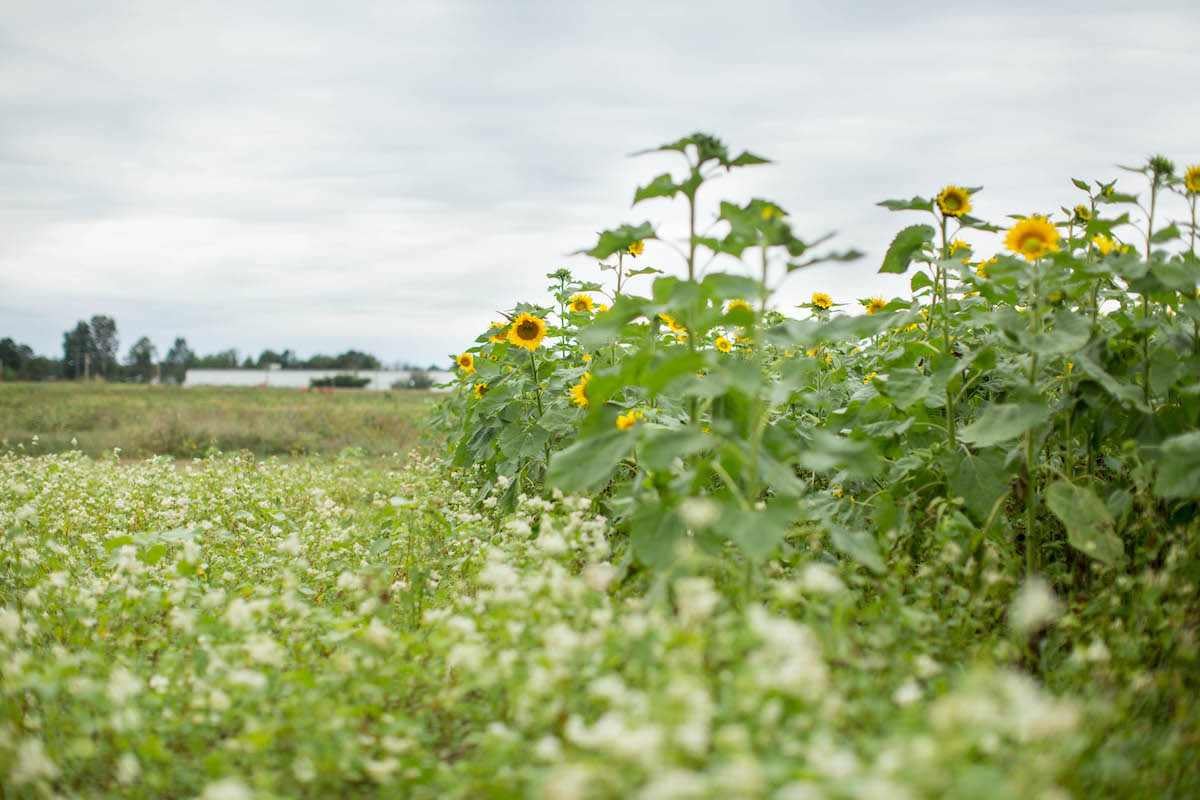 Local Love Summer 2019 – Part 1