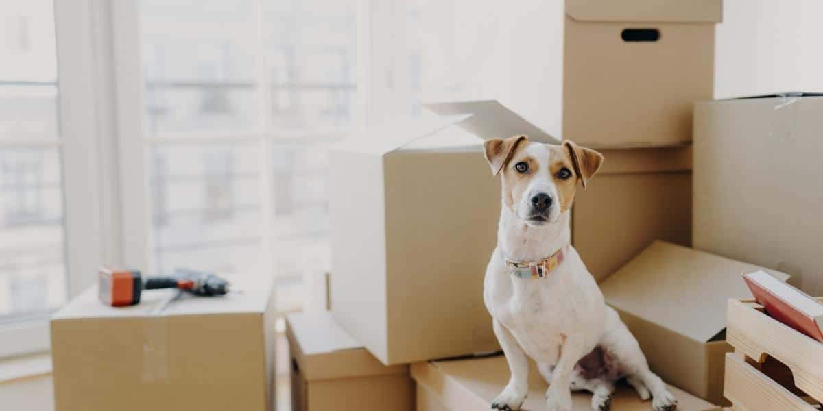 Pets Influence the Choice to Move