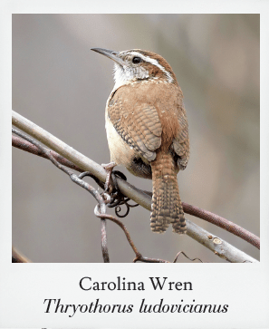 Basics of Birding