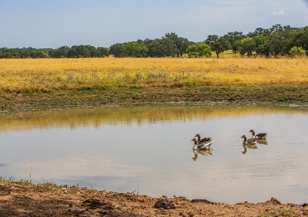 Dog Tick Ranch