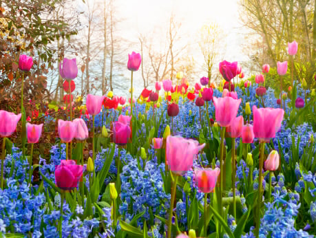 Why Spring Market is a Great Time to Sell your Home?