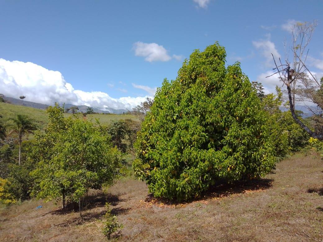 Mountain Fruit Farm Lagoon, Perez Zeledon, San Jose