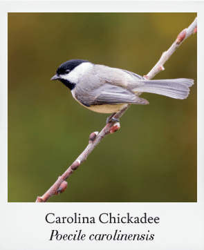 Basics of Birding