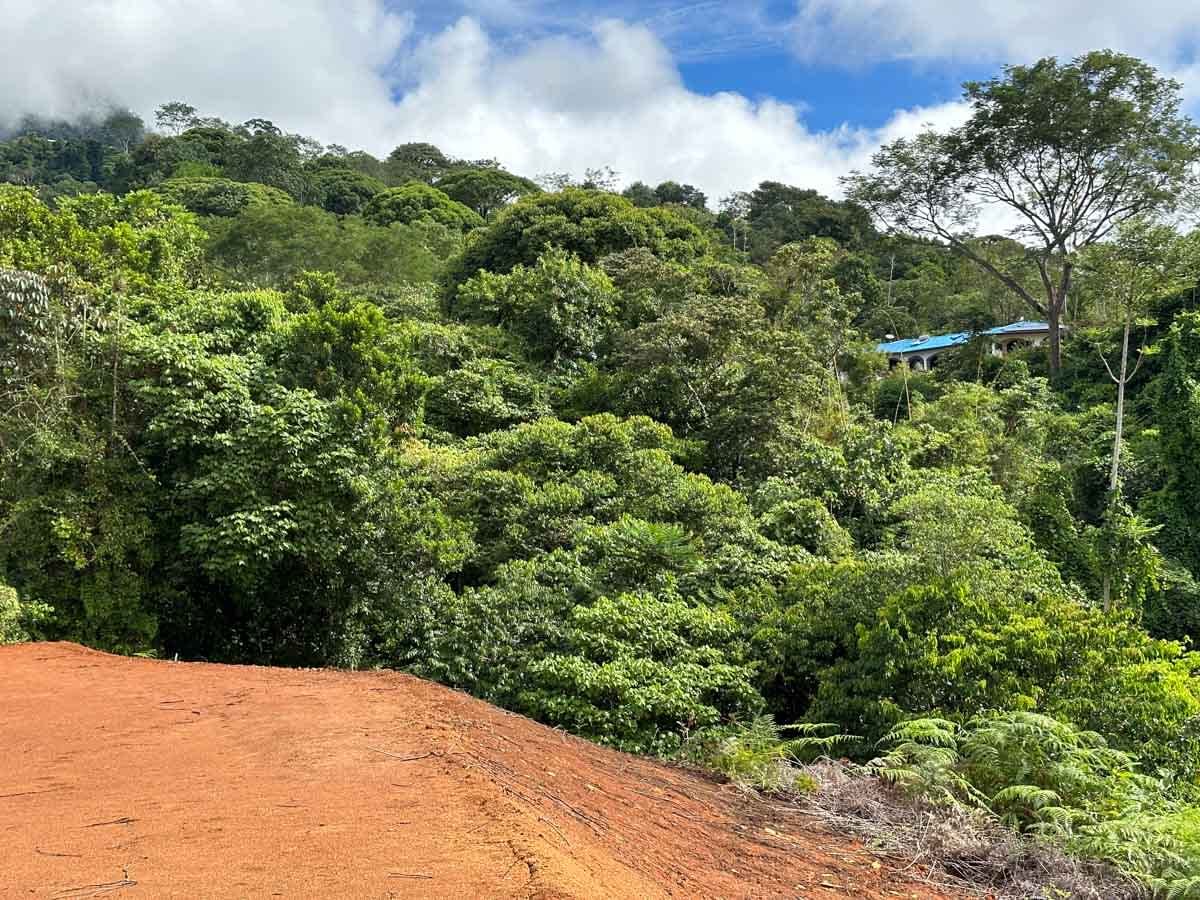Ocean view, immaculately prepared, jungle and river lot in Ojochal. Ready To Build!.
