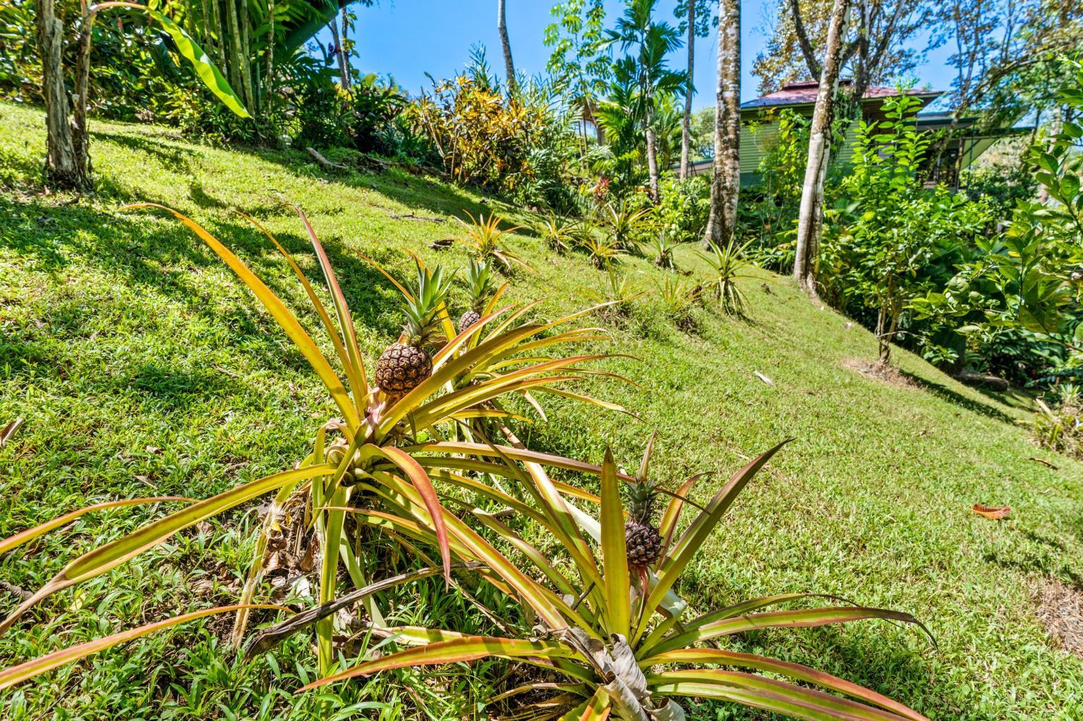 6 Beautiful Tree House Villas and Owners Home on Calle Toucan