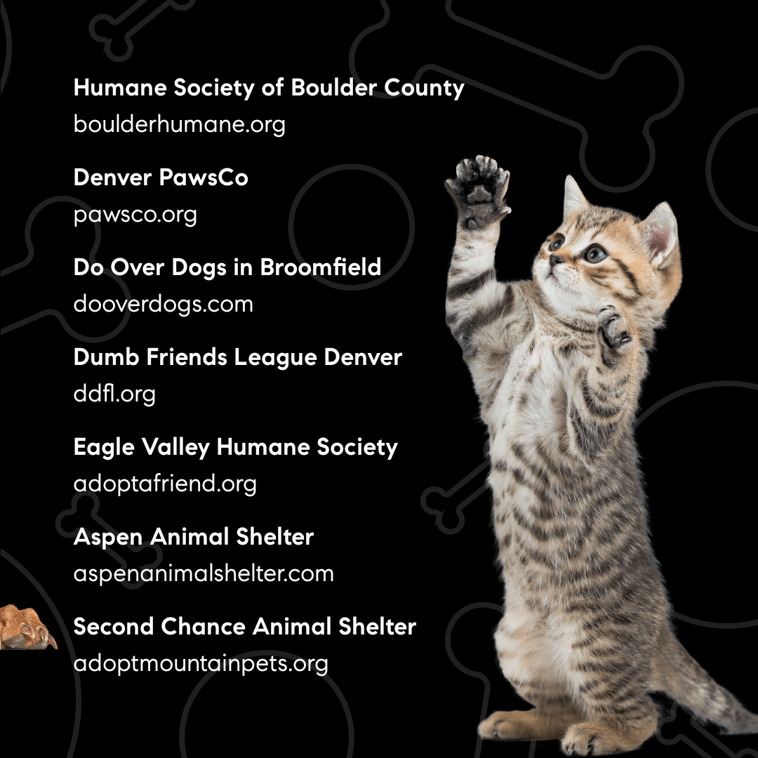 Pets & Foster Month