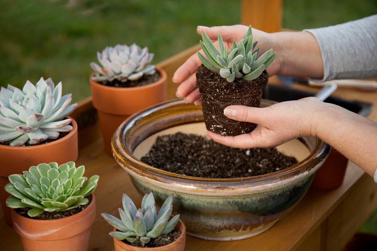Gardening Myths and Facts Nest Realty - NEST Magazine