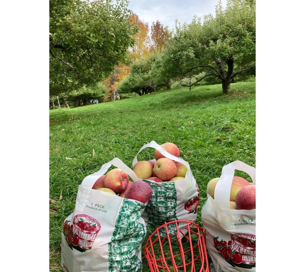 Maine’s Apple Picking Season is Here