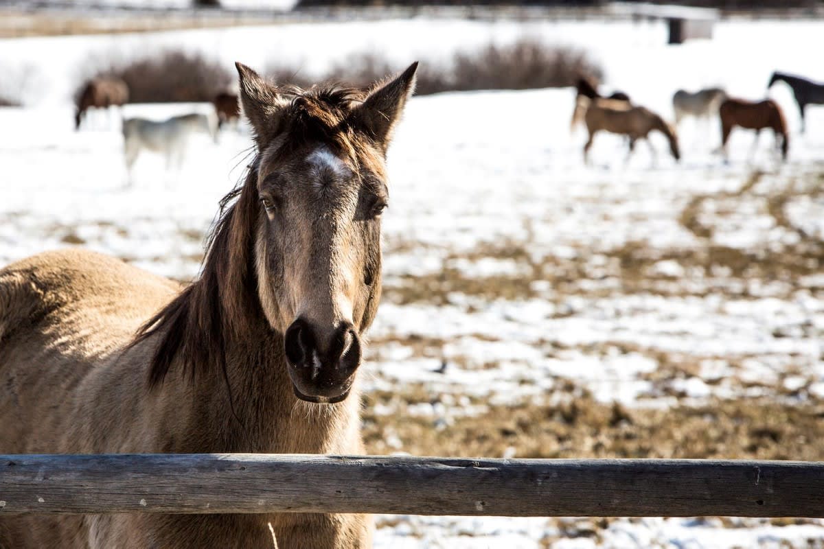 Exclusive Owl Creek Ranch Building Opportunity