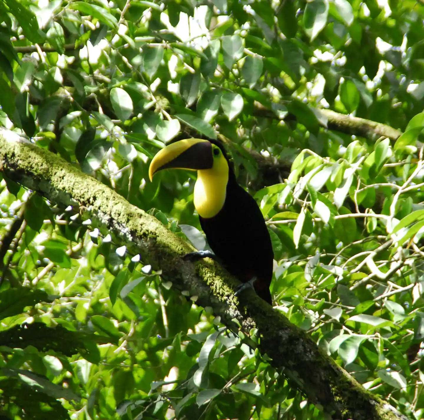  Affordable & Charming 1 bedroom Villa with Pool in gated community, immersed in the rainforest close to Quepos  
