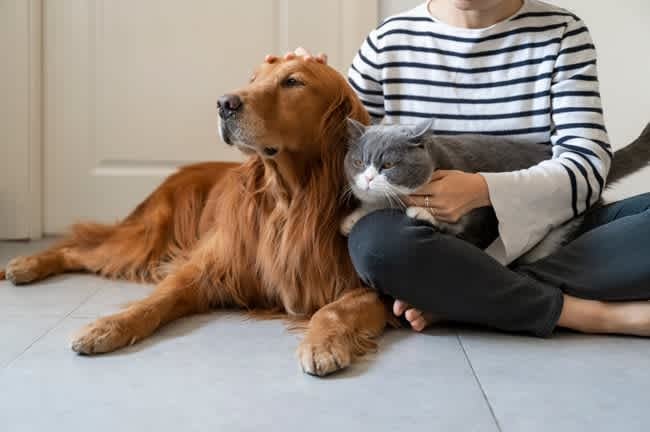 moving with pets