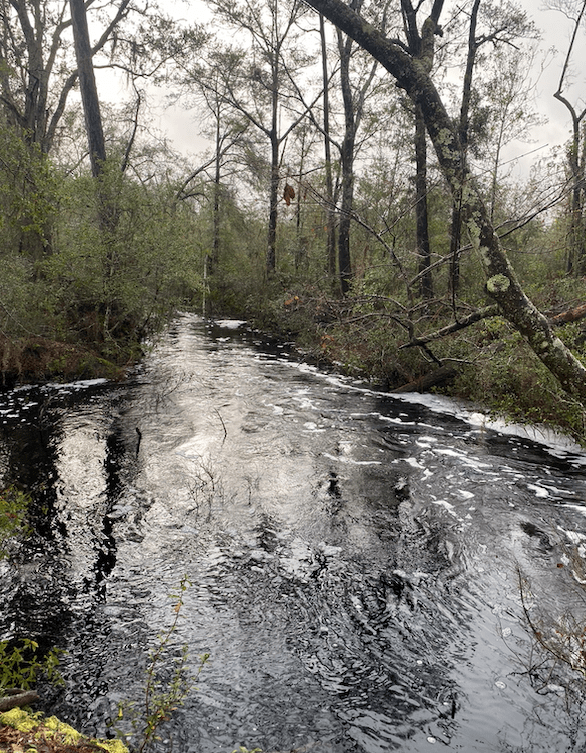 County Road 53 -  Lafayette County Florida | Pioneer Land FL