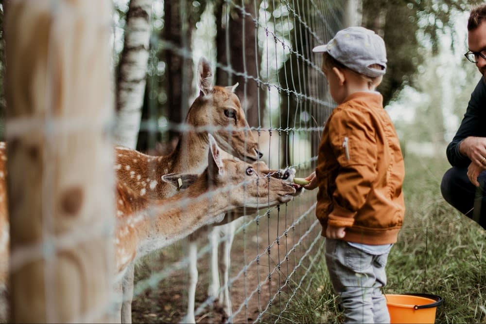 Kid in Brown Jacket Feeding a Deer