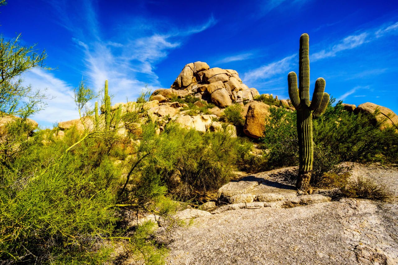 Vivid desert landscape with cacti, perfect for scenic luxury homes or estates under a bright blue sky.