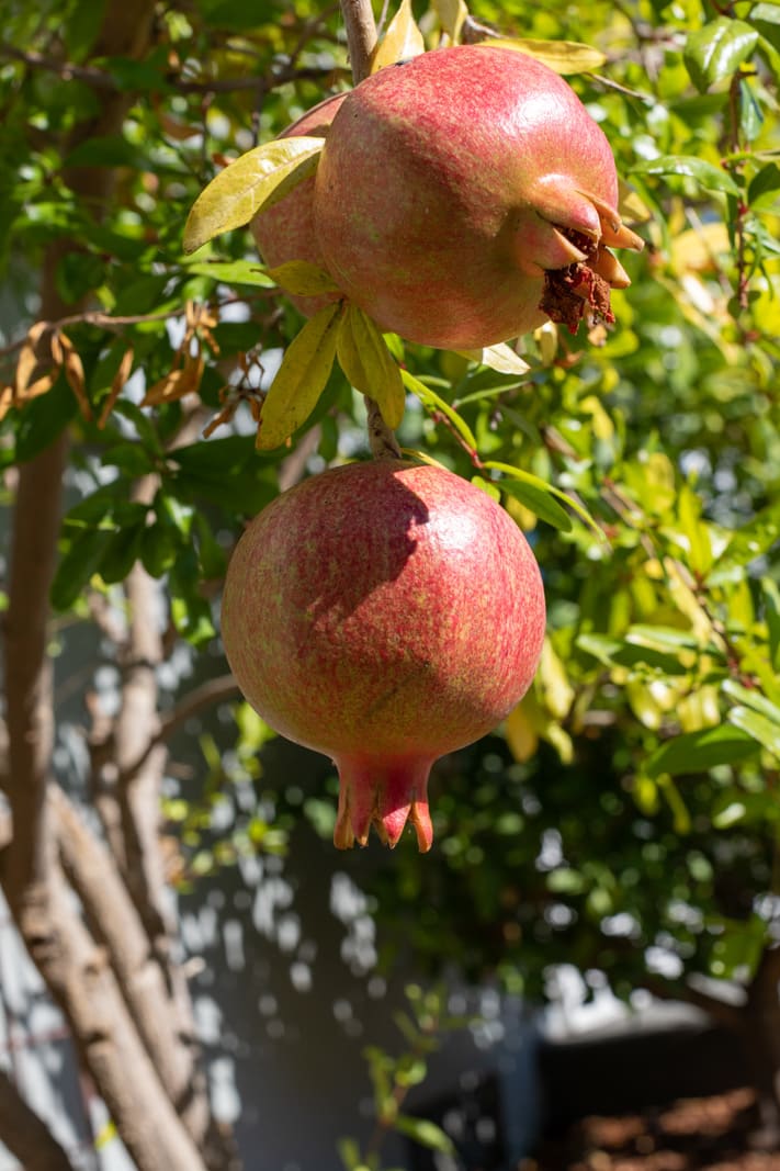 9 Junipero Serra Avenue