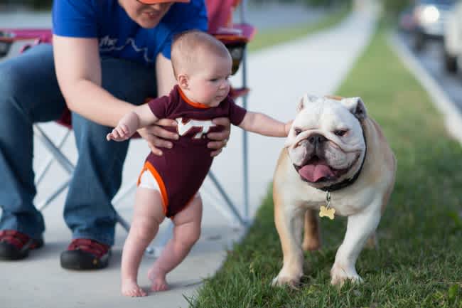 Tailgate