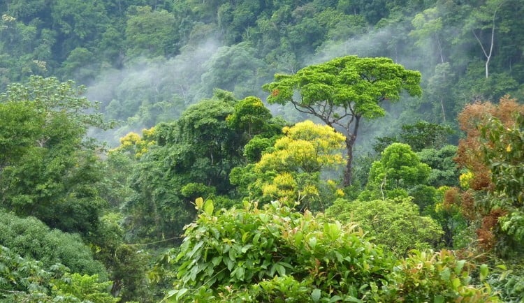 Pacific Frontage Rainforest Estate, Osa, Puntarenas