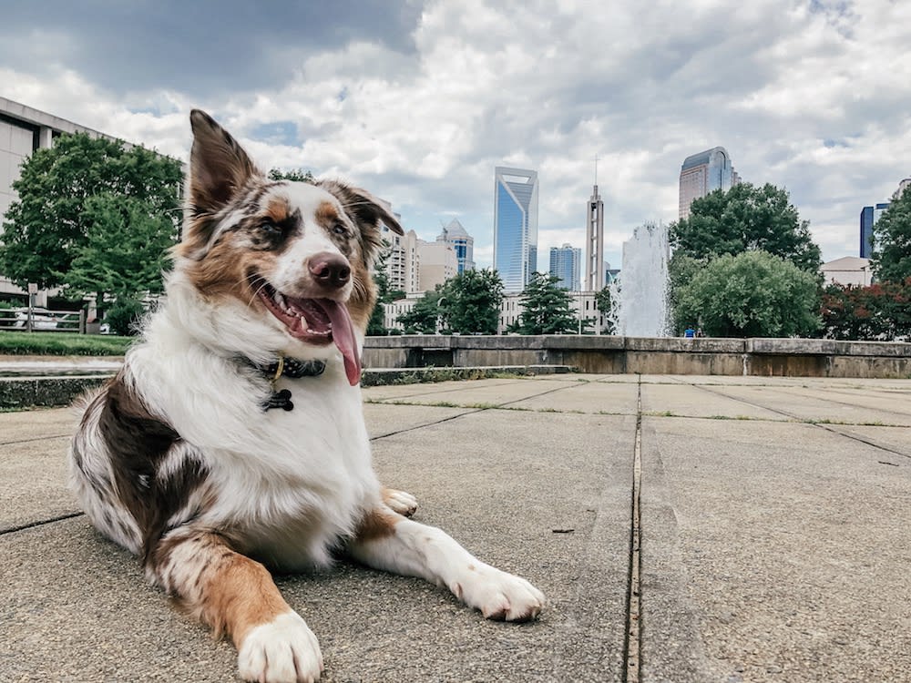 Popular Charlotte Dog Parks