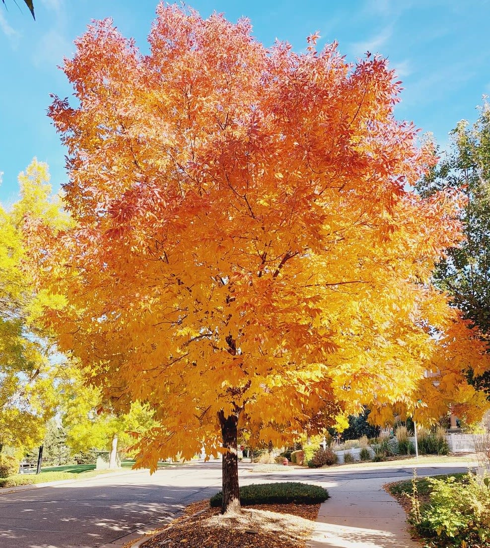 Extraordinary Fall Colors this Year!