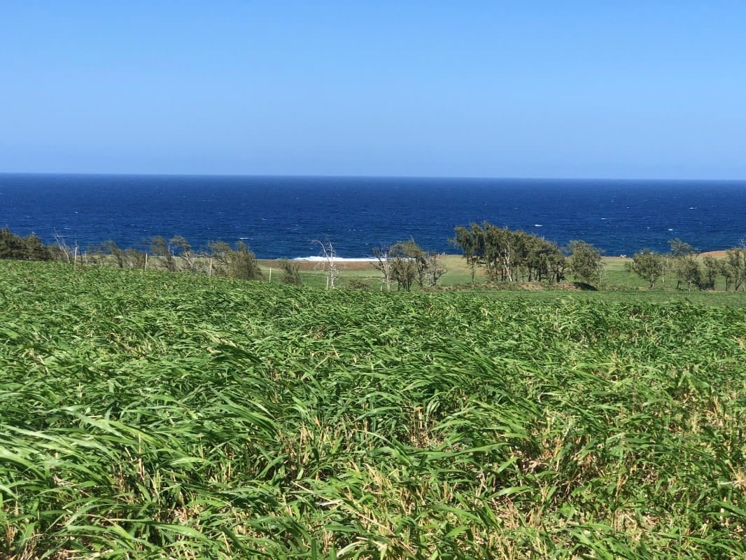 NORTH KOHALA LOT #306