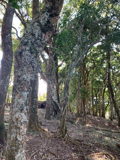 Vast Mountain Farm Acreage, Heredia