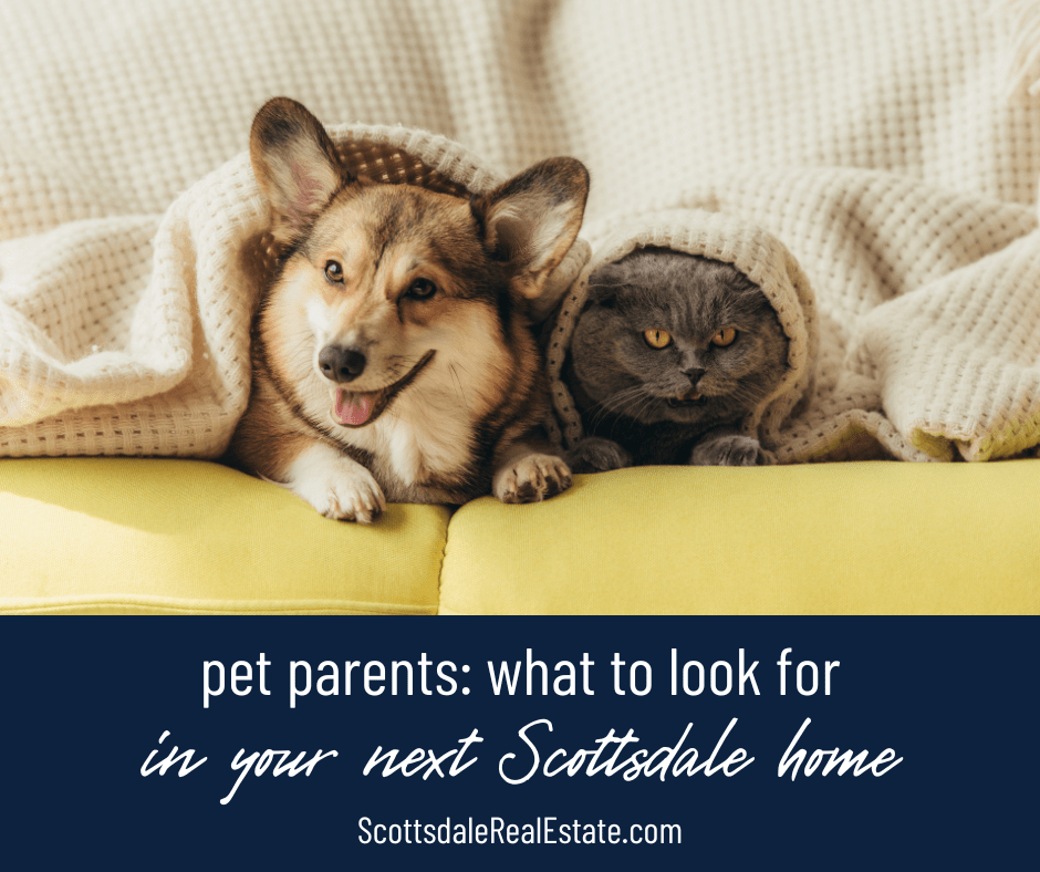 Pet Parents: What to Look for in Your Next Home in Scottsdale