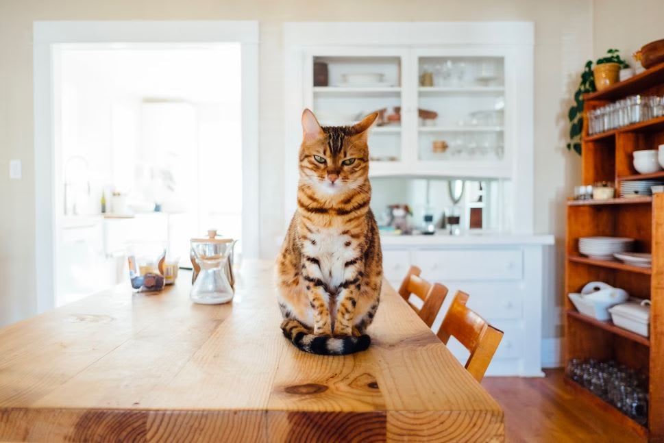 Tips for Moving with Pets