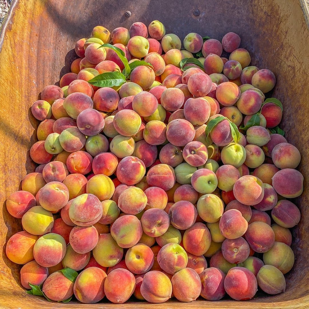 An Introduction to Urban Agriculture