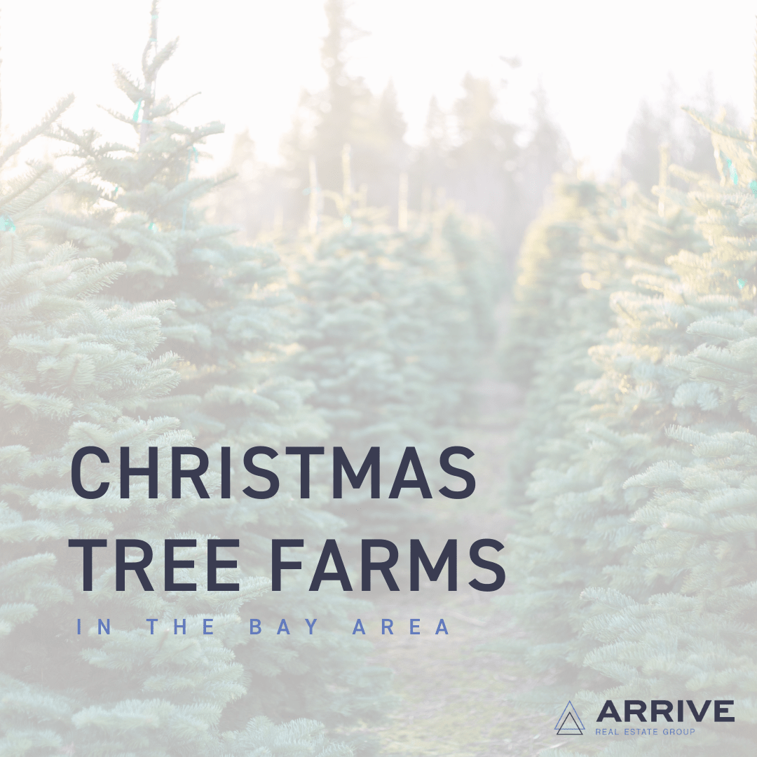 Christmas Tree Farms in the Bay Area