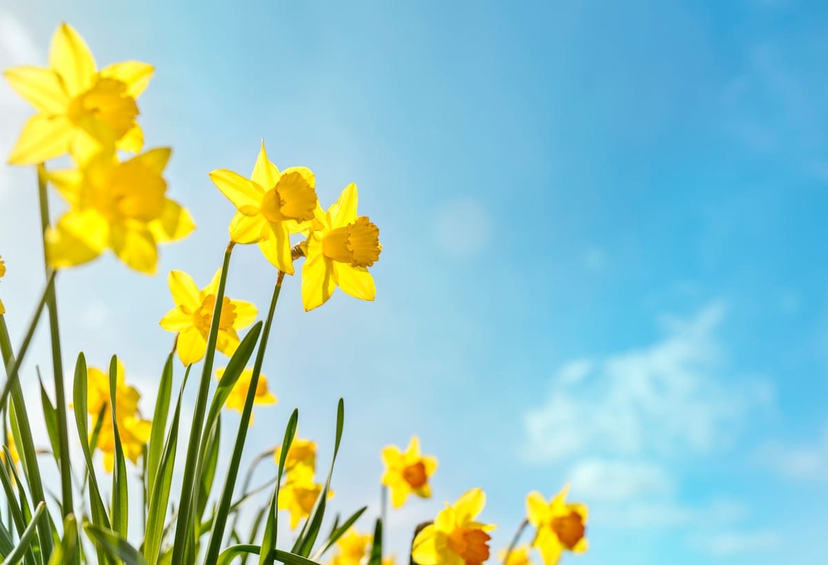 Gardening Tips: Get Your Hands Dirty