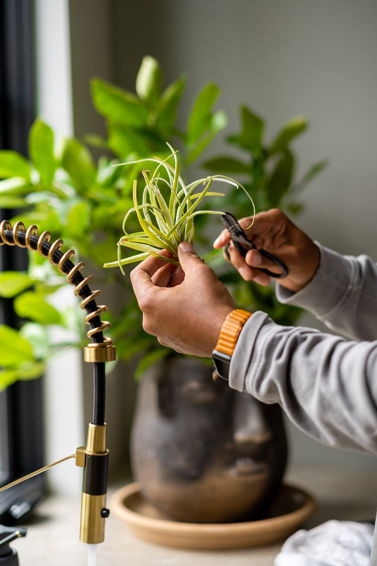 Q & A with House Plant Expert Hilton Carter