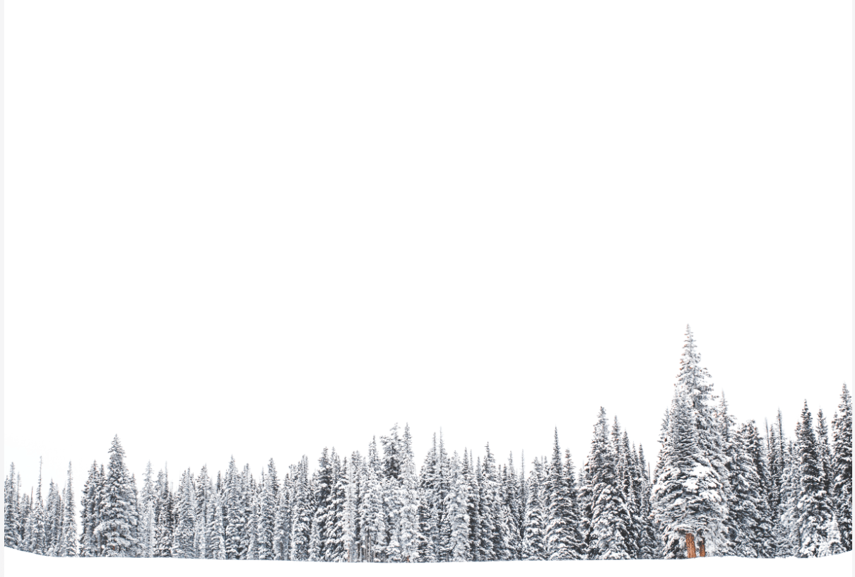 Snow covered evergreen trees in the forest