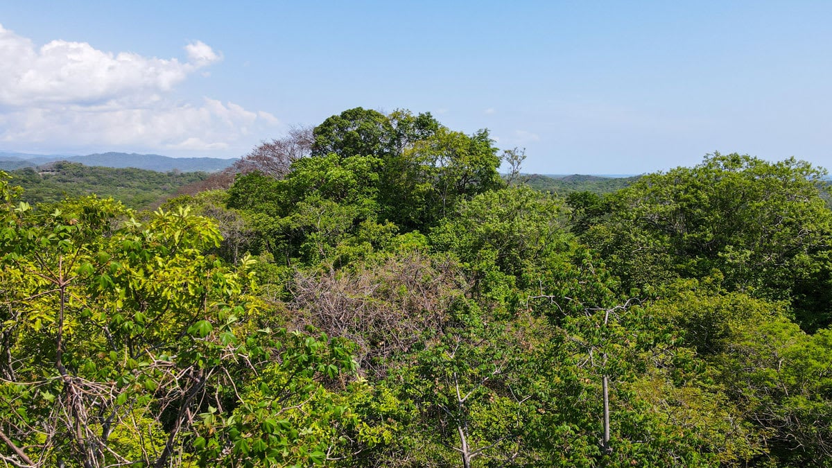 13F - Tree Top Retreat