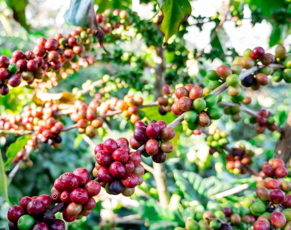 Holualoa Coffee Farm