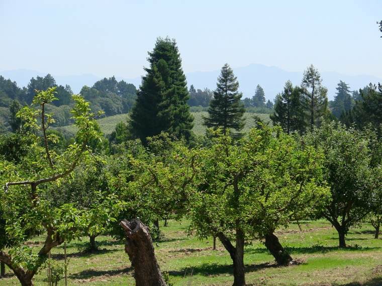 Sonoma County Pinot Noir