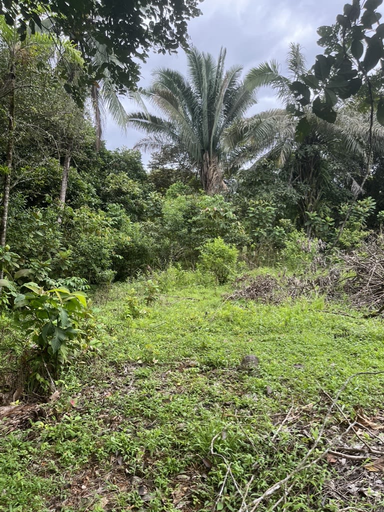 Breezy and Ready to Build Chontales Lot