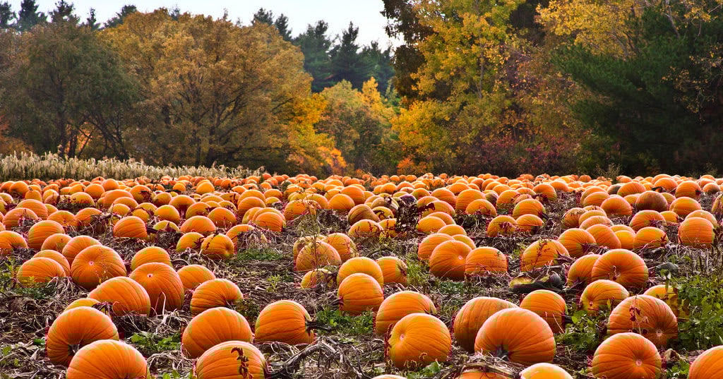 9 Ways to Celebrate Autumn in Atlanta! 